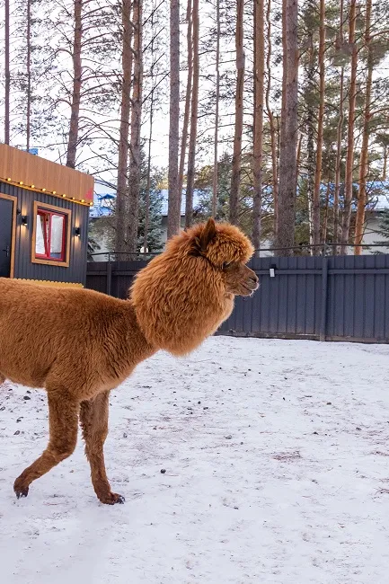 Парк альпак «Пача Мама»