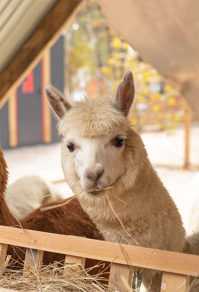Парк альпак «Пача Мама»