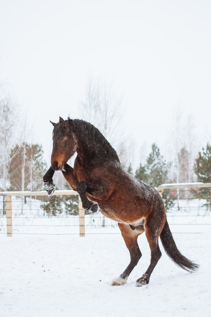 Дом-музей русских пород лошадей «Хуторъ»