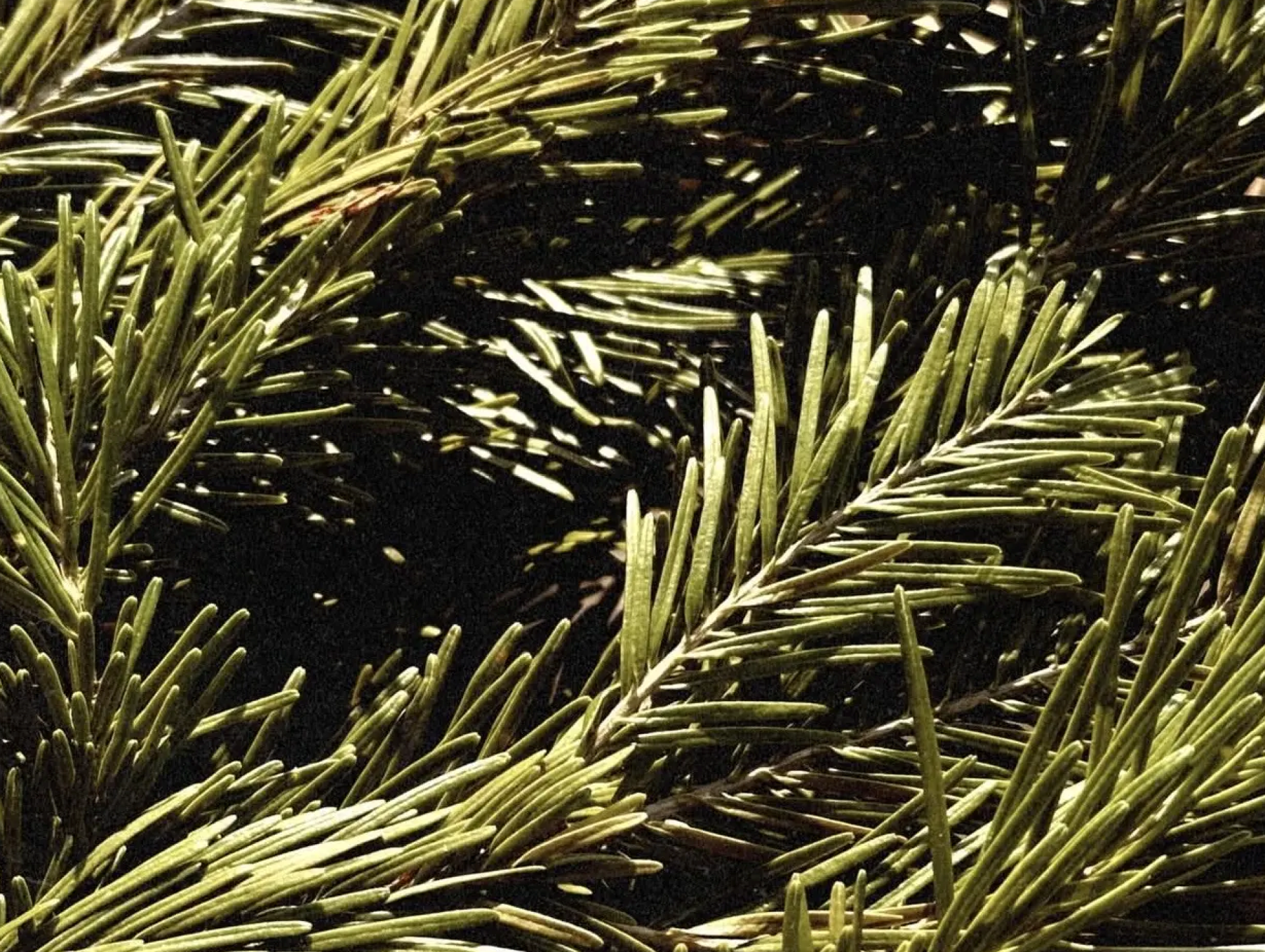 Гостевые дома «Панорама»