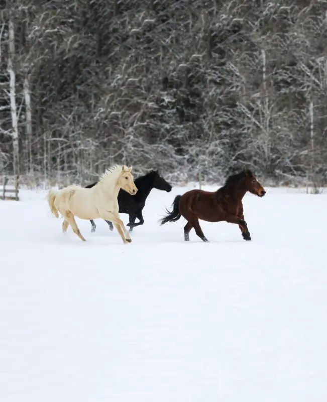 Конноспортивный клуб «Олимпия»
