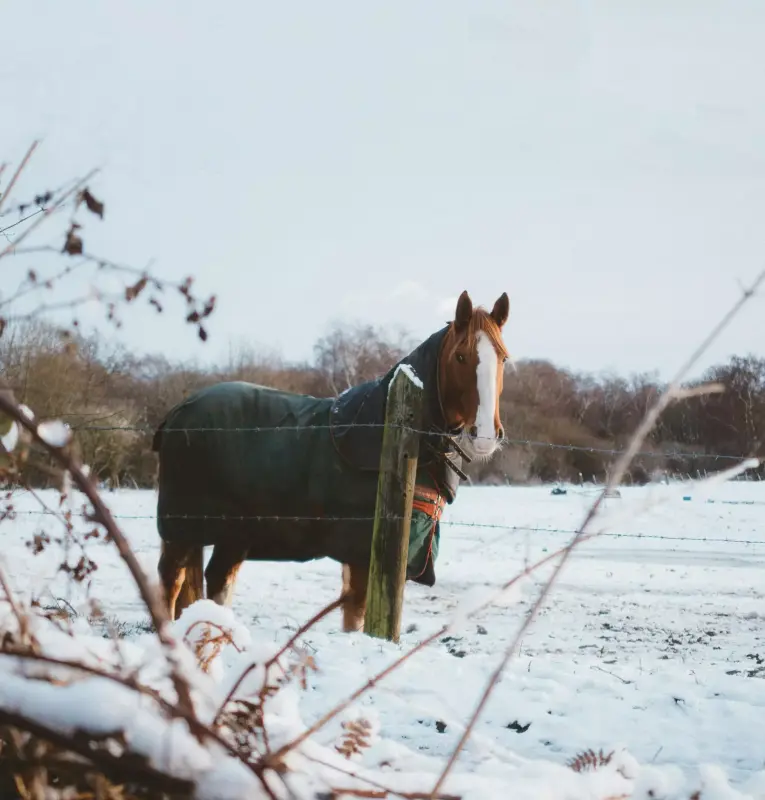 Конный клуб «Форсайд»