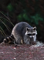 Выставка ручных енотов «Село Енотово»