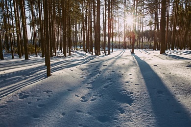 Семейный поход с игрой «99 ночей»
